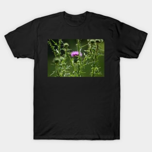 Thistle T-Shirt